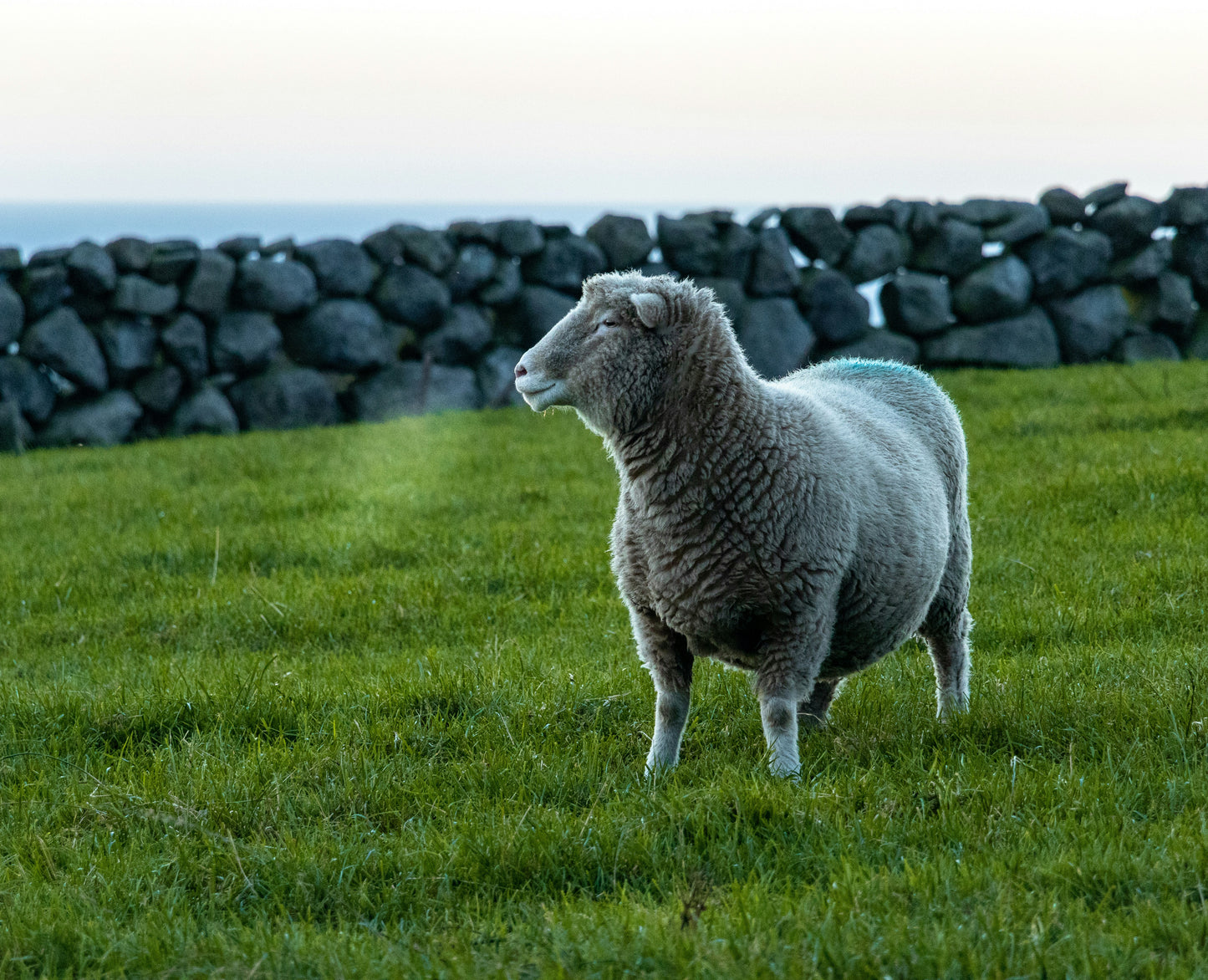 8 Night: Enchanted Ireland Journey: Guided